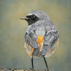 Redstart bird Print 8x10 of watercolor painting 8&quot; by 10&quot;