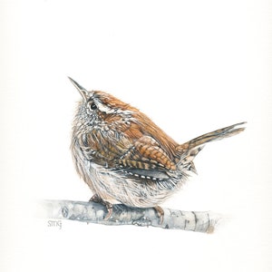 Carolina Wren Print 8 x 10 of watercolor painting 8 by 10 inches