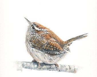 Carolina Wren Print 8 x 10 of watercolor painting 8 by 10 inches