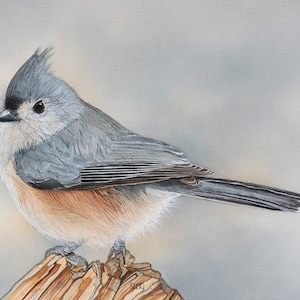 Tufted Titmouse bird Print 5x7 of watercolor painting 5&quot; by 7&quot;, backyard bird, gift for bird lover, by Shirley Greenville