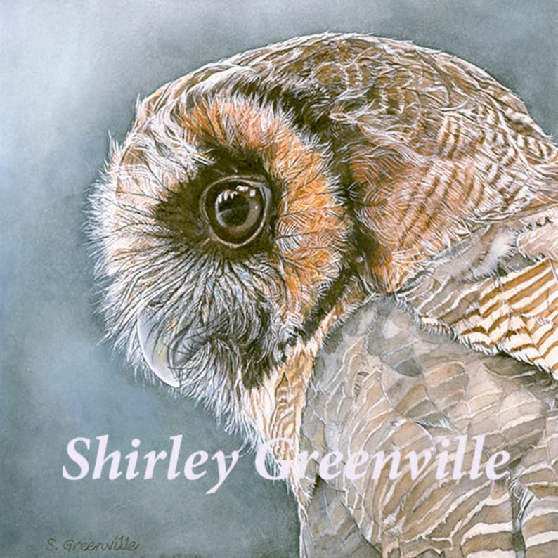 Owl Original watercolor print