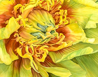 Yellow Peony watercolor painting Print Choice of sizes