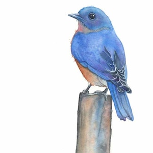 Bluebird Watercolor Art Print 5x7, Contemporary Wild Bird art, Gift for her, Nature print, illustration, by Shirley Greenville