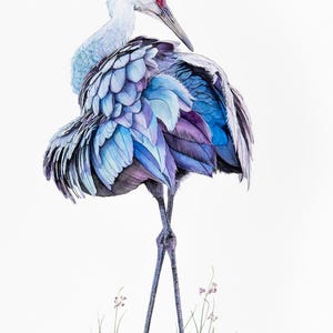 Sandhill Crane Bird Print 5x7 of watercolor painting 5" by 7"- beach wall art - gift for bird lover - by Shirley Greenville