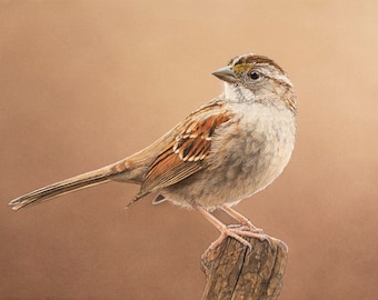 Watercolor bird 5 x 7 inch print, White-throated Sparrow, original realistic art by Shirley Greenville, gift for bird lover, bird wall art