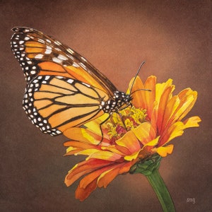 Realistic Monarch Butterfly on a Zinnia flower Watercolor print, Choice of sizes, by Shirley Greenville