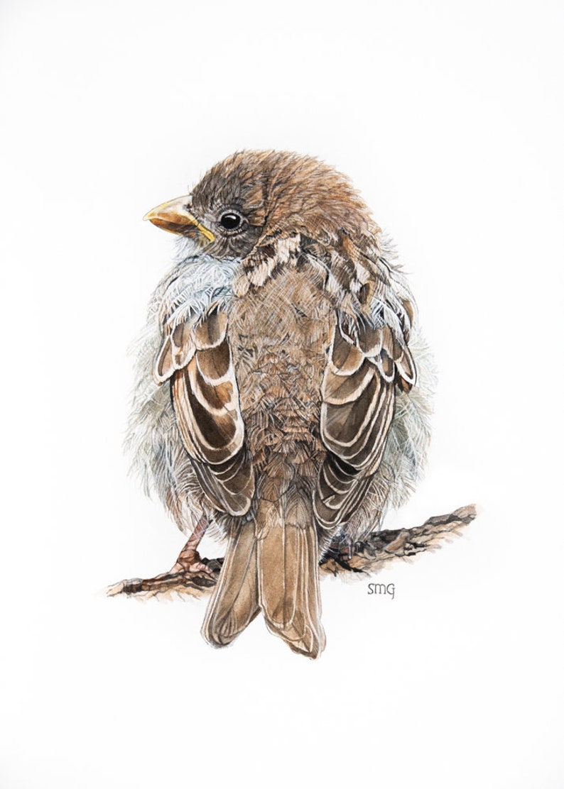 Puede incluir: Una pintura detallada en acuarela de un gorri&oacute;n marr&oacute;n posado en una rama, de espaldas al espectador. Las plumas del gorri&oacute;n est&aacute;n meticulosamente representadas, mostrando su plumaje marr&oacute;n, gris y blanco. La cabeza del p&aacute;jaro est&aacute; ligeramente girada hacia un lado, revelando su ojo oscuro y su pico amarillo.