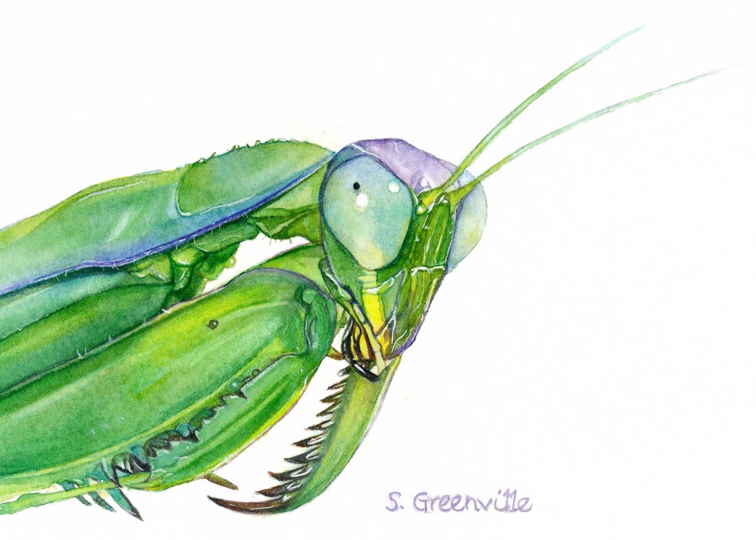 5x7 Praying Mantis Print of Watercolor Painting 5 by 7, Insect