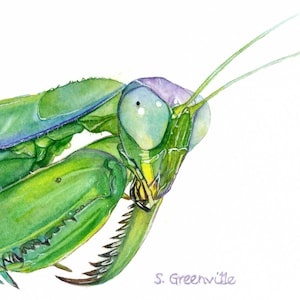 5x7 Praying Mantis Print of watercolor painting 5 by 7, Insect illustration, gift for him, Father&#39;s day gift