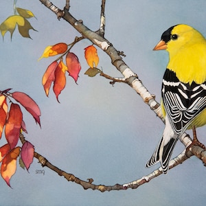 Yellow Goldfinch original watercolor art print by Shirley Greenville, gift for bird lover, Audubon wall art, cute bird wall décor, home gift