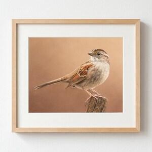 White-throated Sparrow watercolor bird print (8 x 10 inch), original realistic wall art by Shirley Greenville, gift for bird lover image 1
