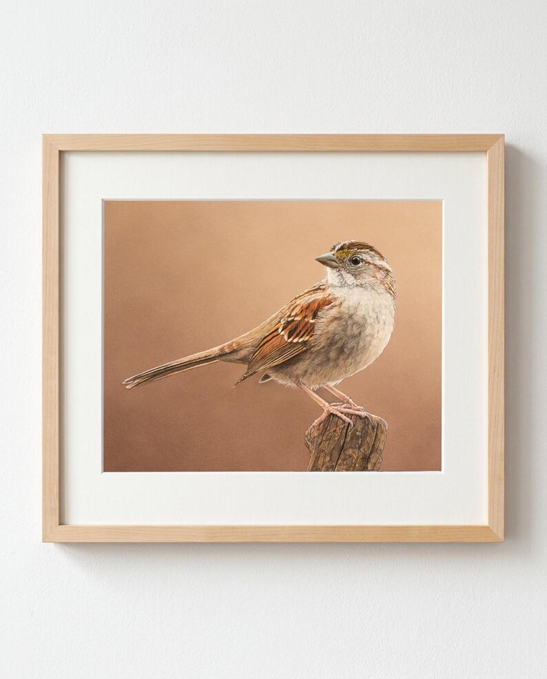 White-throated Sparrow watercolor bird print (8 x 10 inch), original realistic wall art by Shirley Greenville, gift for bird lover image 1