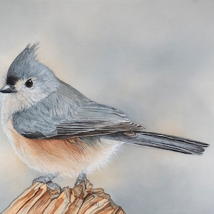 Tufted Titmouse bird Print 8x10 of watercolor painting 8&quot; by 10&quot;