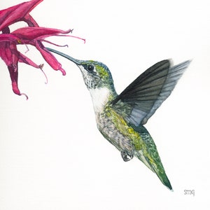 Ruby-throated Hummingbird watercolor painting Print Choice of sizes