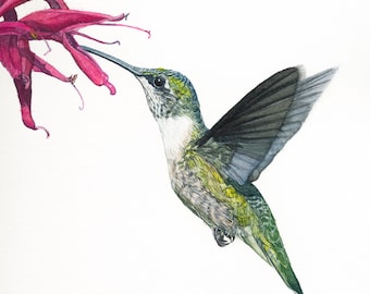 Ruby-throated Hummingbird watercolor painting Print Choice of sizes