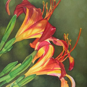 Print of Daylily watercolor painting, backlit flowers, orange and yellow spring flowers, Choice of sizes