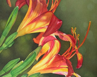 Print of Daylily watercolor painting, backlit flowers, orange and yellow spring flowers, Choice of sizes