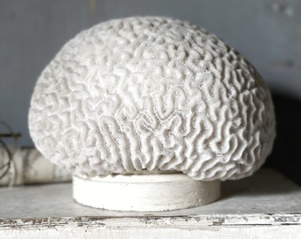 A beautiful and large, rare complete natural brain coral specimen