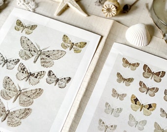 Two beautiful antique colour book plate prints of British moths