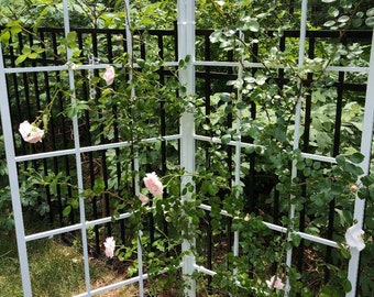 May include: A white metal trellis with a pink climbing rose bush growing up it. The trellis is made of square metal bars and is in a garden setting.
