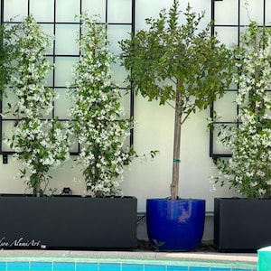 May include: Four black planters with white flowering vines growing up a black lattice. The planters are in front of a white wall. Two of the planters are rectangular and two are round. The round planters are a bright blue color.