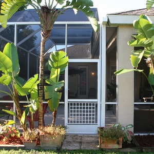 May include: A white screened-in porch with a white door and a white frame. The porch is surrounded by lush green plants and trees.