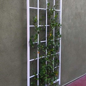 Peut inclure: Un treillis en m&eacute;tal blanc avec une vigne verte qui pousse dessus. Le treillis est fix&eacute; &agrave; un mur blanc. La vigne a de petites feuilles vertes et des fleurs jaunes.
