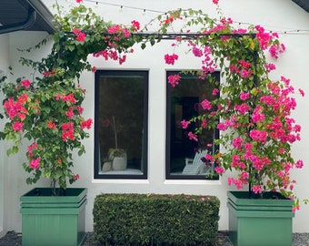 May include: Two large green planters with pink bougainvillea flowers growing up a black metal trellis in front of two windows with black frames. The windows are reflecting the greenery outside.