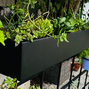 May include: A black metal planter box with a variety of green plants growing inside. The planter is mounted on a black metal grid.