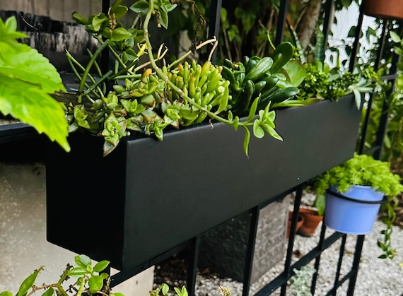 zwerg stechpalme Zwerg-Stechpalme - Ilex crenata Stokes