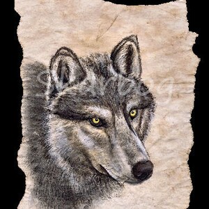 May include: A detailed drawing of a wolf's head on a textured, beige background. The wolf has a grey and black coat with bright yellow eyes.