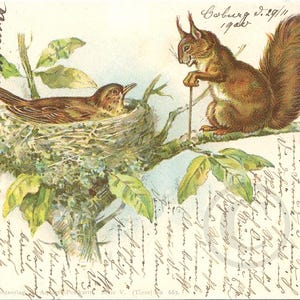 Cartolina originale vittoriana antica tedesca, 1900, Scoiattolo, Uccello nel nido, litografia, illustratore, Stroefer, retro non diviso
