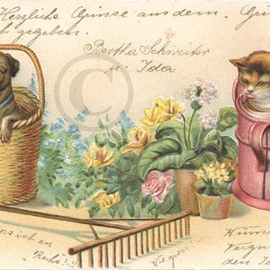 Carte Postale Ancienne Allemande Illustrateur 1905, Chat et Chien au Jardin, Chromo Lithographie Gaufrée, CPA Précurseur, Dos non Divisé