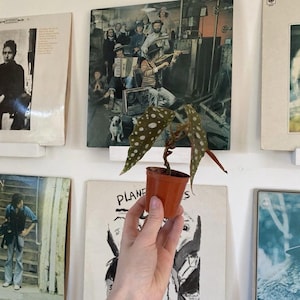 May include: A small potted plant with speckled leaves is held in front of a wall decorated with vintage album covers. The plant's leaves are green with white spots. The pot is a small, brown plastic container.