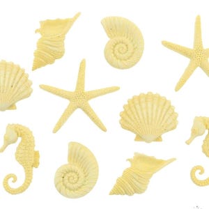 SEASHELL BUTTONS