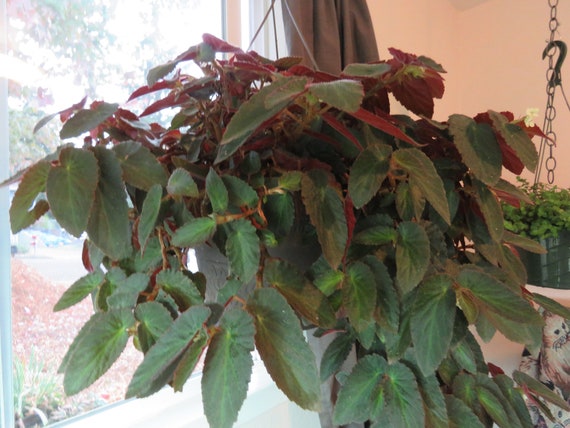 Begonia Withlacoochee Brazilian Lady Etsy Ireland