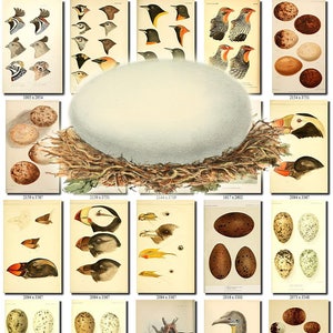 BIRDS EGGS-11 Collection of 250 vintage pictures images digital download printable clipart animals illustrations parts heads clipart Eagle