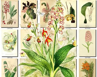 CYPRIPEDIUM-2 flowers Collection of 161 vintage images vegetable botanical pictures High resolution digital download printable Orchidaceae