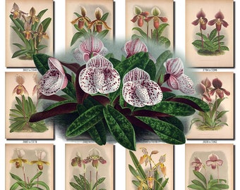 CYPRIPEDIUM-2 flowers Collection of 161 vintage images vegetable botanical pictures High resolution digital download printable Orchidaceae