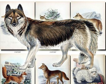 DOGS WOLVES FOXES-1 Collection of 68 vintage images puppy whelp animals High resolution digital download printable mammalia mammals pictures