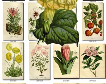 CYPRIPEDIUM-2 flowers Collection of 161 vintage images vegetable botanical pictures High resolution digital download printable Orchidaceae