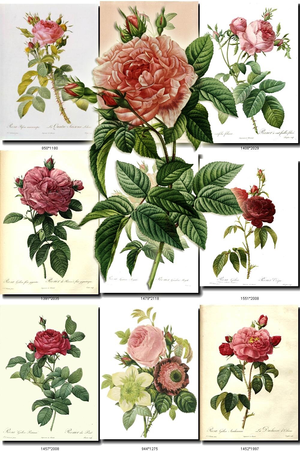 ROSES-1 and LILIES Collection of 80 vintage images pedants | Etsy