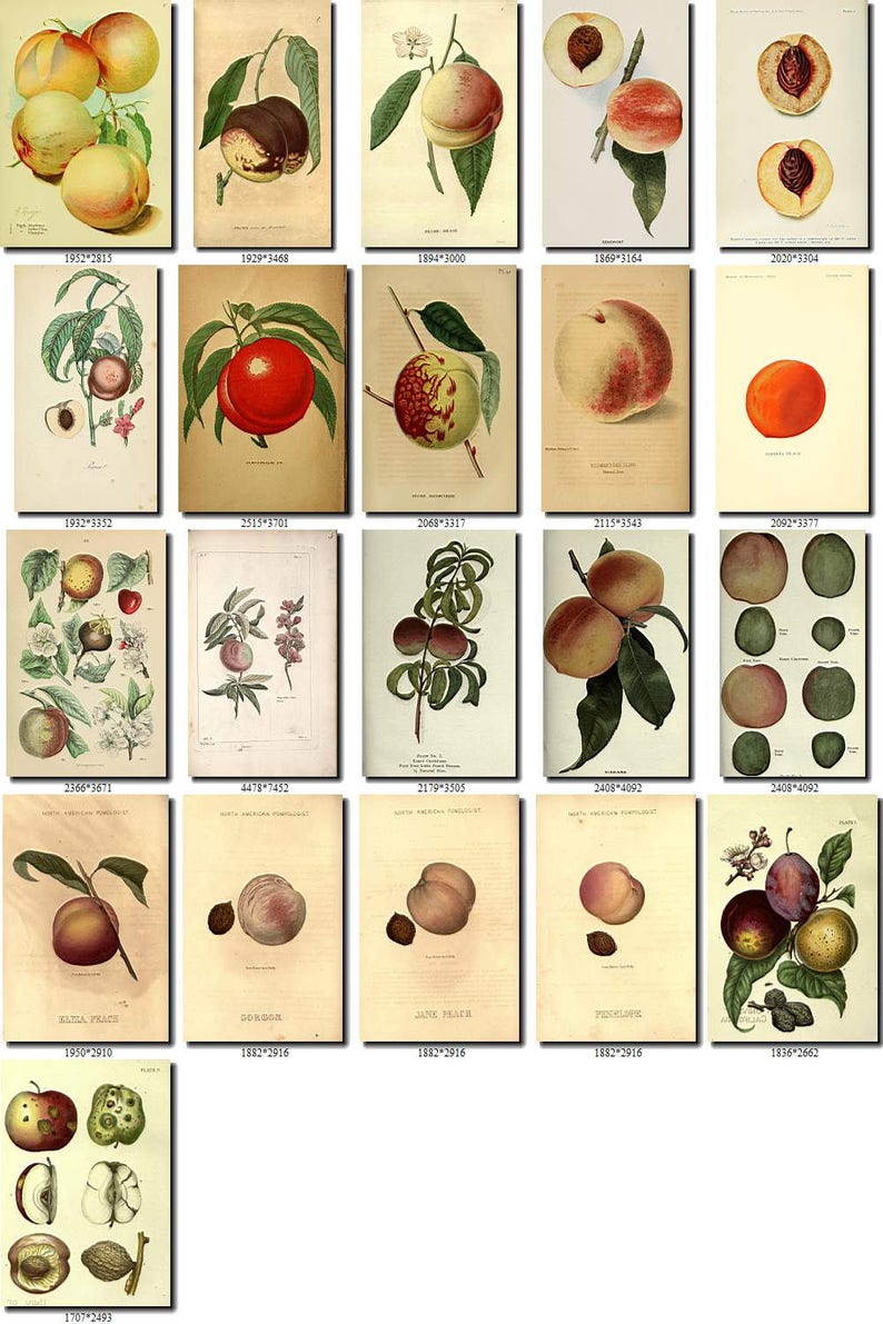 PEACH-7 Collection of 190 vintage images pictures High resolution digital download printable fruits edible amygdalus prunus persica