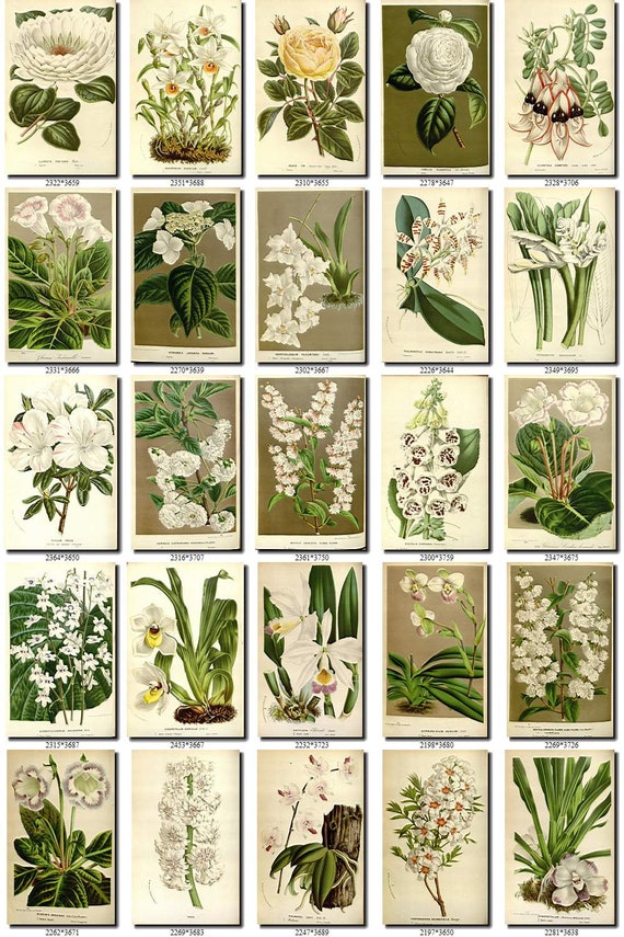 All White Flowers Set Of 1300 Vintage Images Pictures High Etsy