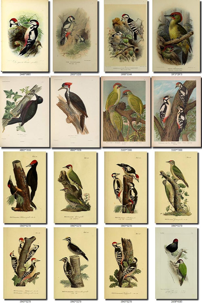 WOODPECKERS-1 Birds Collection of 121 vintage illustrations | Etsy