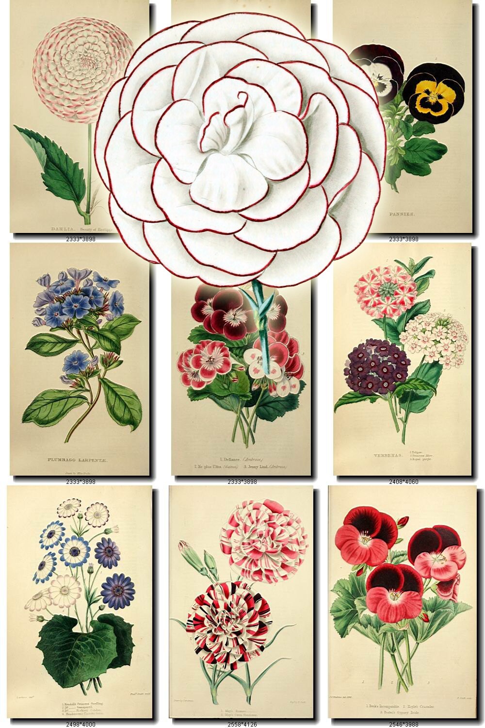Flowers 20 Collection Of 210 Vintage Printable Illustrations Etsy