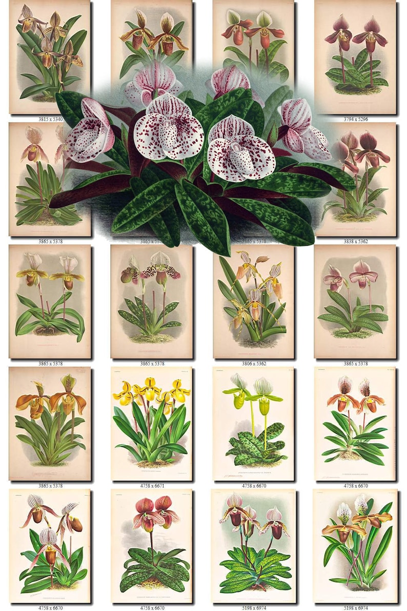 CYPRIPEDIUM-2 flowers Collection of 161 vintage images vegetable botanical pictures High resolution digital download printable Orchidaceae