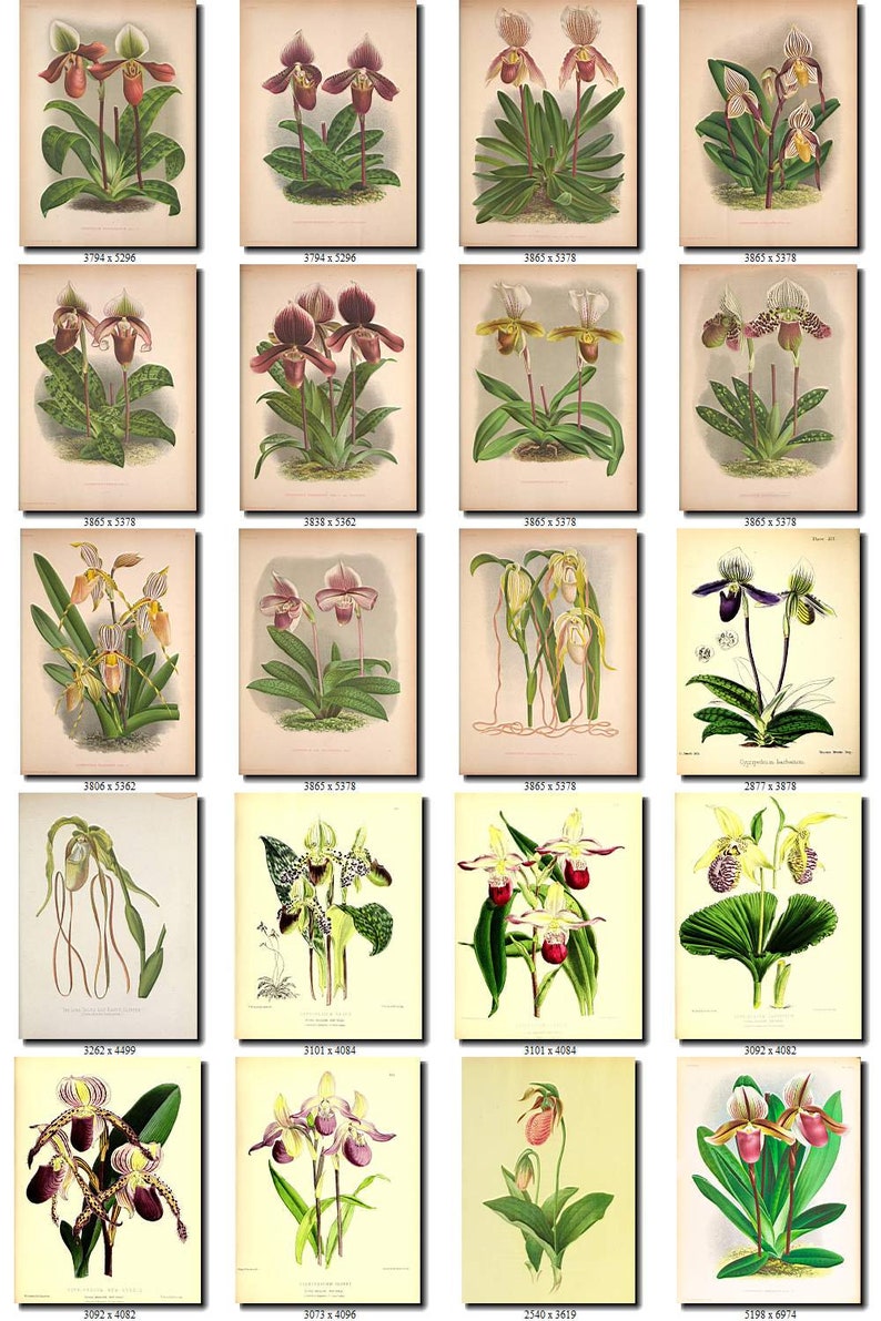 CYPRIPEDIUM-2 flowers Collection of 161 vintage images vegetable botanical pictures High resolution digital download printable Orchidaceae