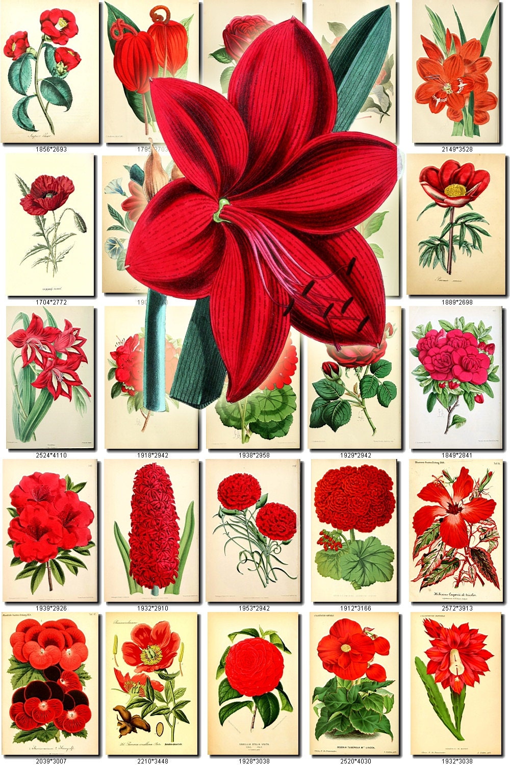 Red 1 Flowers Collection Of 260 Vintage Images Pictures High Etsy