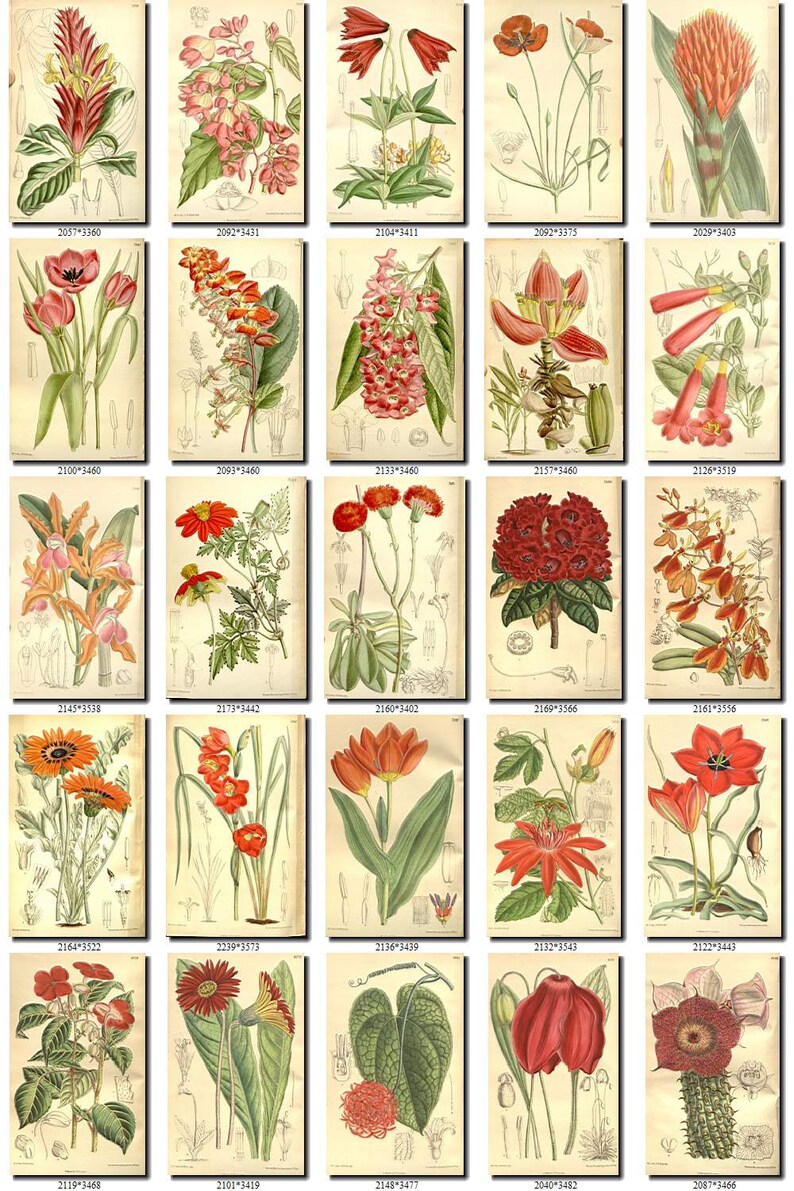 RED-2 FLOWERS Collection of 220 vintage images pictures High | Etsy